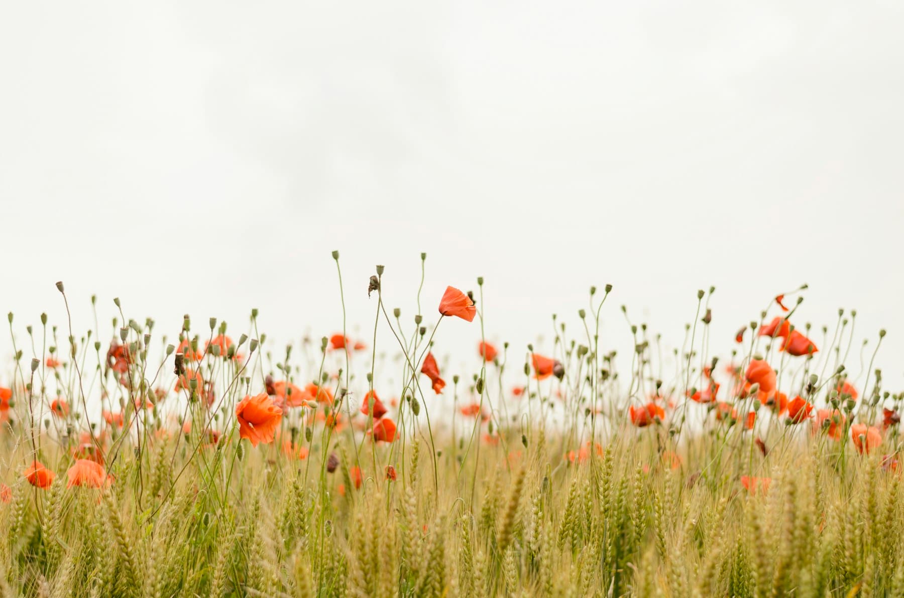 A field of wildflowers under a pale warm sky